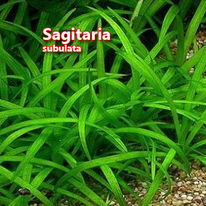 Sagitaria subulata